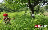 市住建局白蚁防治所：守护古树生机 筑牢群众安居防线