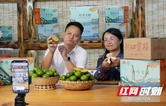 洞口：蜜桔未熟订单先火！洞口雪峰蜜桔凭实力圈粉