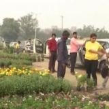 印度首都，绿植遭抢购！怎么回事？