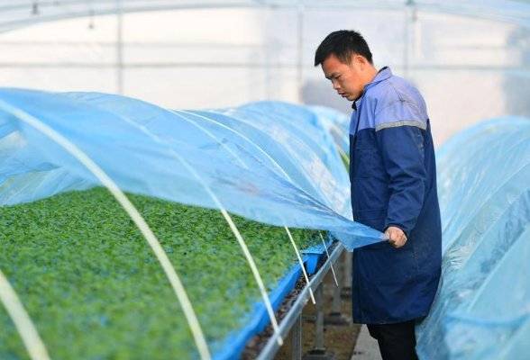 科技大棚保障冬季蔬菜生产