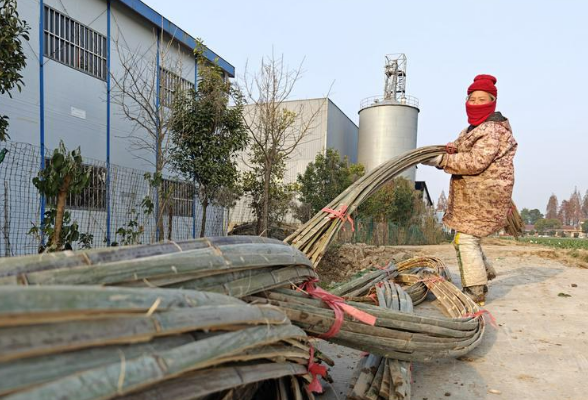 为蔬菜增温、为油菜“减肥”——湖南沅江农业生产抗低温一线见闻