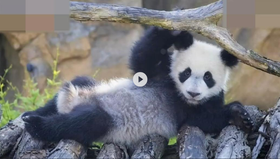 法国出生的大熊猫图片