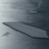 南极海冰融化将给帝企鹅幼鸟带来“灭顶之灾”