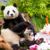在德国出生的大熊猫双胞胎迎来4岁生日