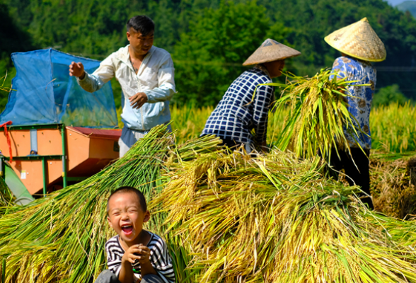 中国农民丰收节丨如画的田野溢满丰收的喜悦