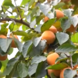 甜了生活、富了百姓、活了产业 做好“土特产”文章 乡村振兴在路上