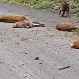 新闻1+1丨26个省份存在野猪致害 科学防控有哪些方法思路