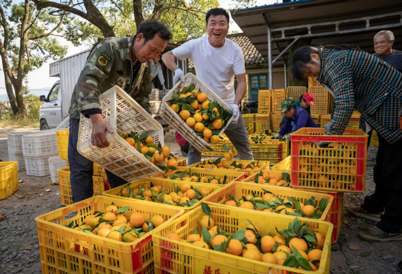 零陵：柑橘满枝头 果农迎丰收