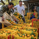 零陵：柑橘满枝头 果农迎丰收