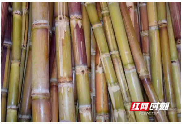 两节促消费｜甘蔗，千万别只挑粗的
