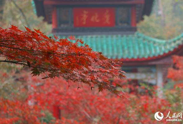 组图丨湖南长沙：岳麓山“枫”景如画