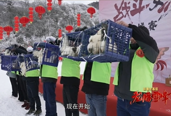 《新春走基层·龙腾雪峰》特别节目（二）：雪峰山——飞鸡大赛