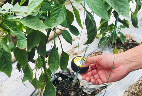 抢抓农时备春耕 植保专家现场指导早稻育秧、设施蔬菜生产