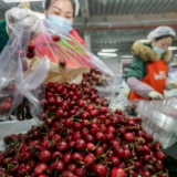 共话中国经济新机遇|智利水果出口商协会主席马兰比奥:中国推动全球贸易畅通树立合作典范