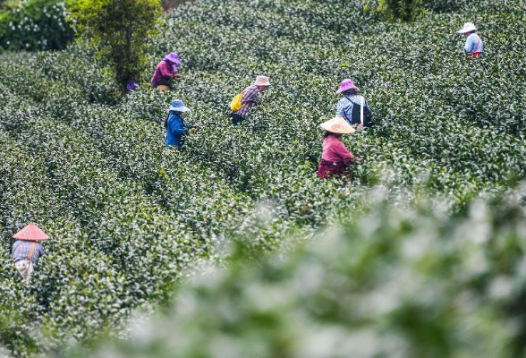 永州江华：7.2万亩茶园迎来春茶采摘期