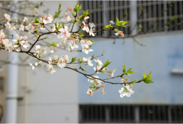 组图丨百花争艳 这是属于湖南高校的春日浪漫