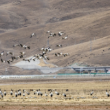 鹤舞阿热湿地——探访拉萨当雄黑颈鹤迁徙中转站