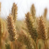 中国小麦的“C位” 麦收前在准备什么？