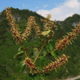 “隐世”80多年 稀有植物凌云龙须藤重现广西