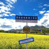 昌都贡觉：油菜花引八方游客