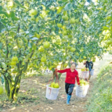 好评中国丨一颗柚子,乡村特色产业发展的密码