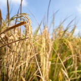 扛稳粮食安全重任，湖南全链协同的破局之道