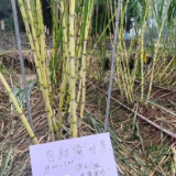 好评中国丨从吃甘蔗到“偷”甘蔗，创意玩法提升农业新价值