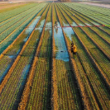 好评中国丨“三农”成绩“亮”,中国前行“稳”