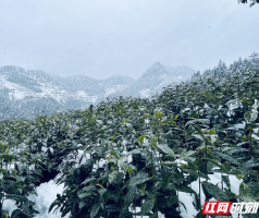 瑞雪盼春茶 想尝鲜的还要再等等