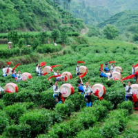 乡情乡味韵湘西丨五个特色小镇——保靖黄金茶特色农业小镇