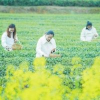 春茶吐新芽 茶乡满芬芳 长沙县十万亩春茶采摘忙