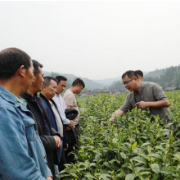 省农科院专家支招 助力保靖黄金茶产业发展
