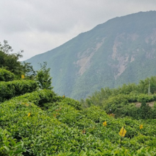 寻味丨徒步八百里南岳，嗅得那壶唐宋贡茗“南岳云雾茶”