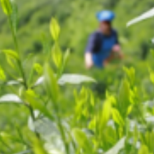 行业动态丨中国茶产业十大关键词解析