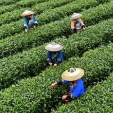 保靖黄金茶喜成“新贵” 全县种植面积超13.5万亩 去年创综合产值11亿元