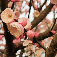  魏了翁被贬靖州的腊梅意象