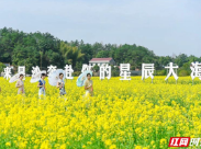 长沙县江背镇万亩油菜花盛放 春游星城攻略藏在这张地图里