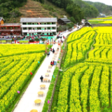 赏油菜花海、品甜藤粑粑，通道县画笔村邀你共赴一场春之约