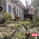 砍伐危树除隐患 安全护行解民忧