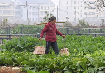衡阳县梅花村：共享菜地 共享乡村治理标准化新成效