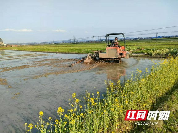 长沙宁乡市供销合作社金达农机专业合作社为回龙铺镇、双江口镇种粮大户提供机耕机插服务。.marked.jpg