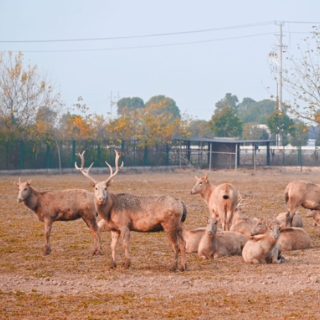 万鸟翔集麋鹿欢 洞庭湖畔展新颜 “江湖四宝·湘北画卷”四级媒体生态探秘活动在岳阳举行
