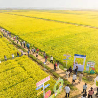 岳阳这处秘境藏不住了！3000亩金色花海+百年文脉宝塔，3月10日全城疯狂打卡！