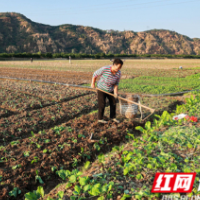 湖南农村油菜开种，坐等明年遇见花的海洋