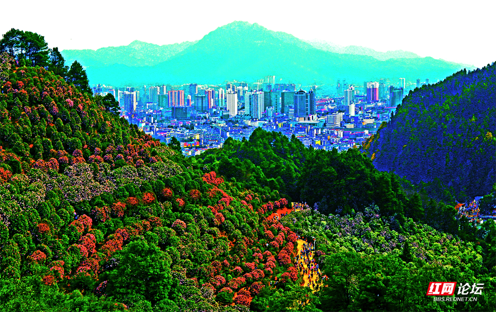 《中坡山国家森林公园》粟云霞 摄.jpg