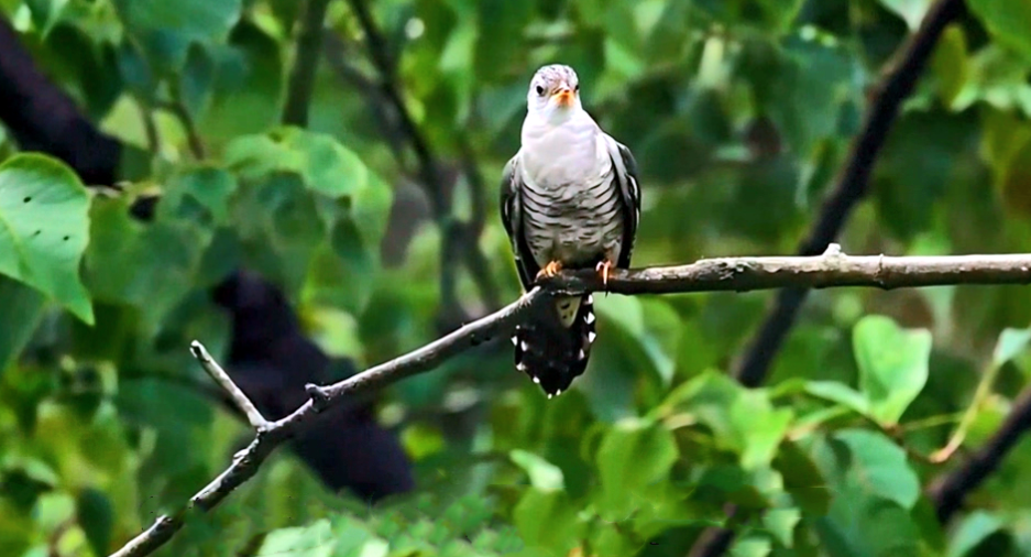 湘江源羽鉴丨第19期 小杜鹃