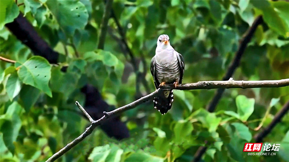 第19期 小杜鹃.mp4_20251017_143145.596_副本.jpg