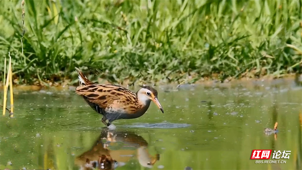 第20期 普通秧鸡 截图画面.jpg