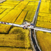 【每日一图@湖南】在杂交水稻发源地，看见秋天最饱满的模样