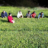 【每日一图@湖南】青山不负白头约,白茶有情暖夕阳